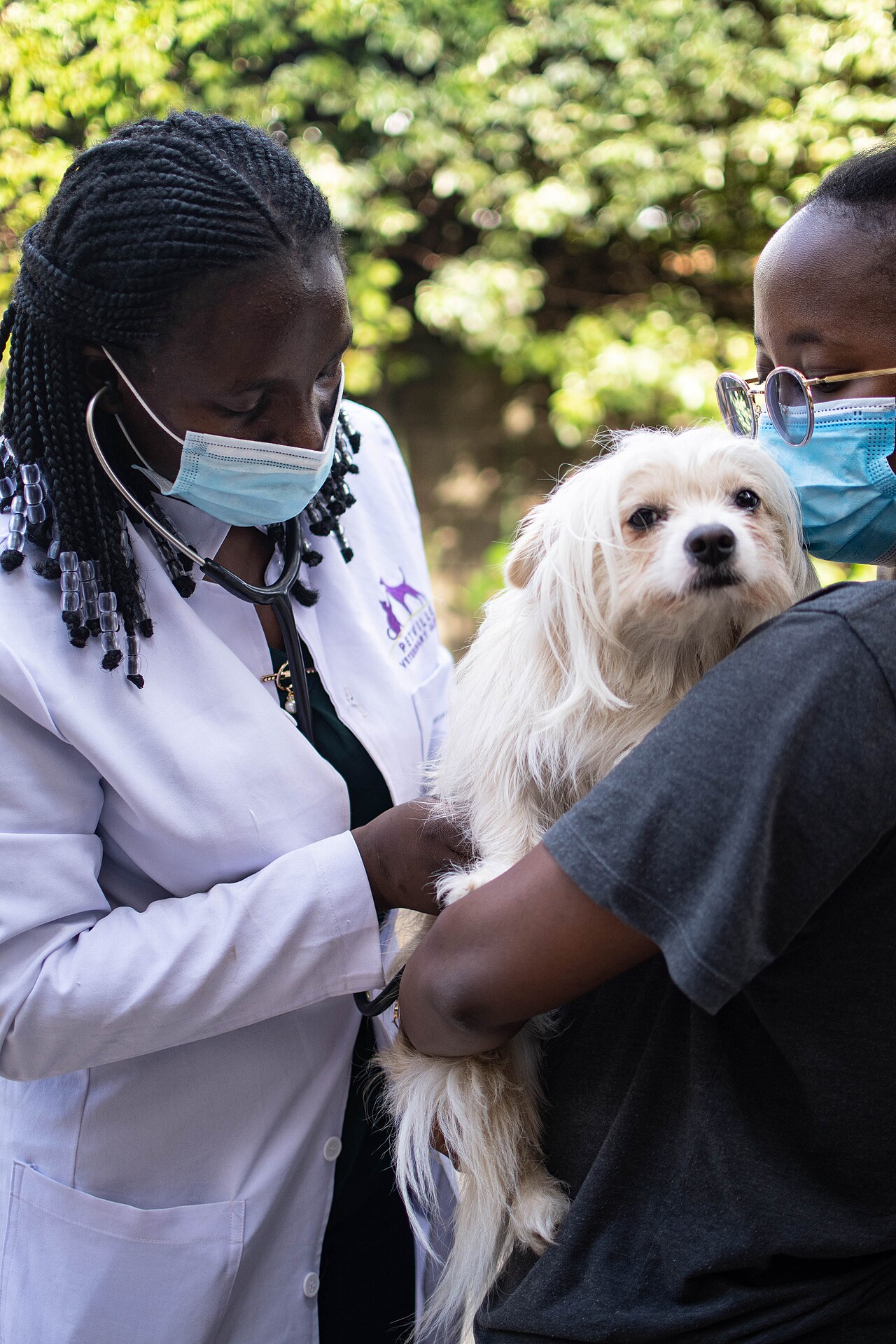 A Kenyan veterinarian who runs her own practice examining a client's dog.
